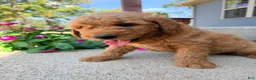 Mini Goldendoodle dogs for sale: Mini Goldendoodle 1 - Ad 2