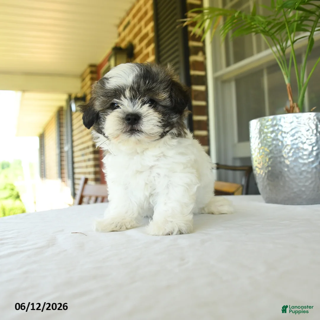 Teddy Bear dogs for sale: Kairy - Ad 2