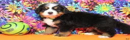 Bernese Mountain Dog dogs for sale: Heim  - Ad 9