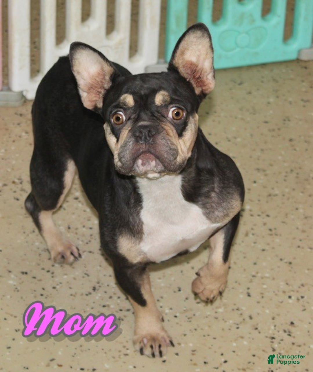 French Bulldog dogs for sale: Reba - Ad 7
