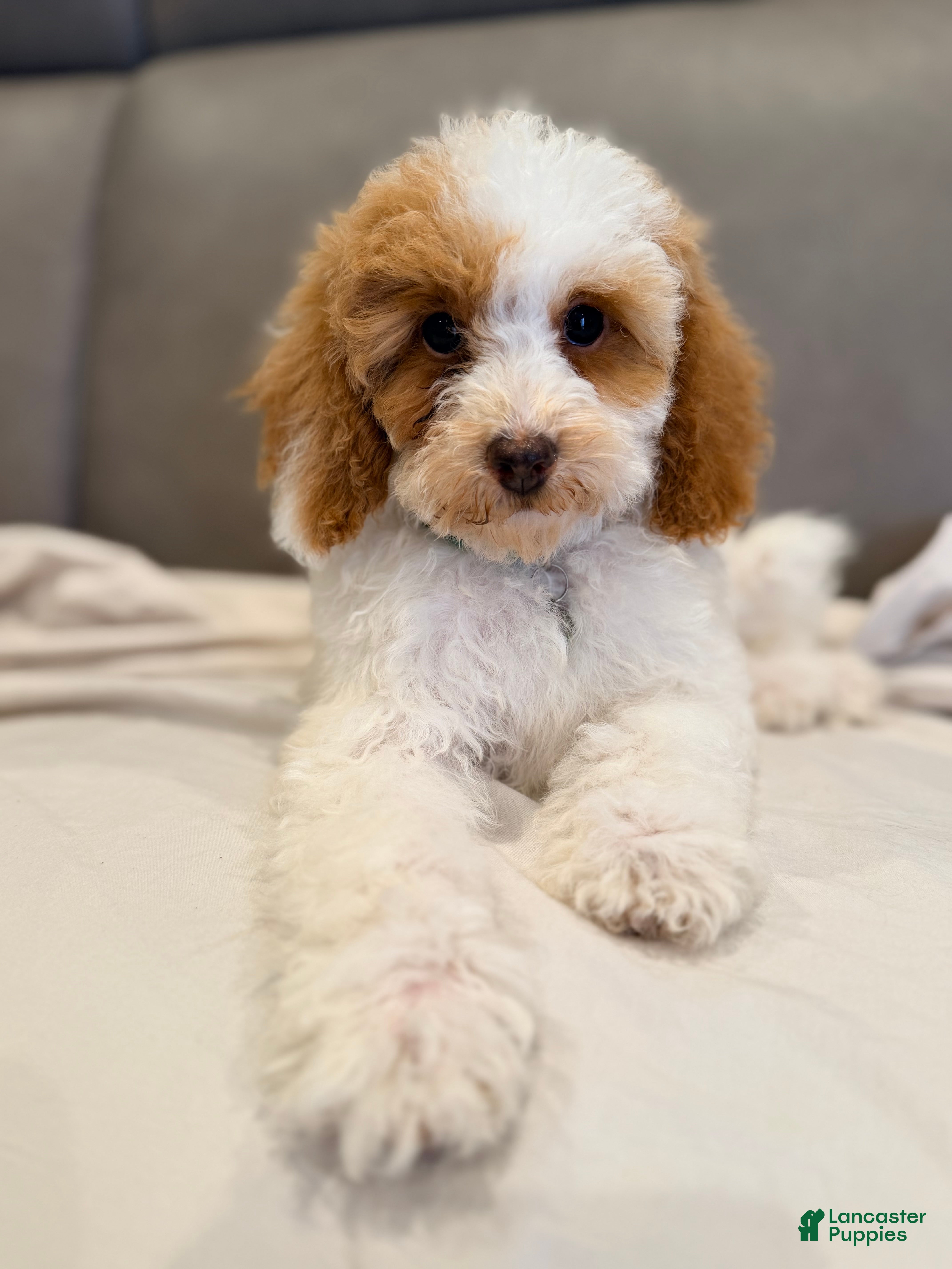 Miniature Poodle dogs Poppy-Potty and Crate Training/Parents Health Tested  - Ad 2