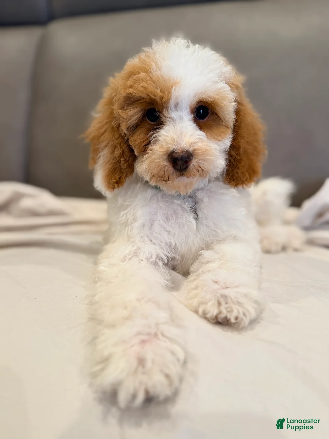 Miniature Poodle dogs for sale: Poppy-Potty and Crate Training/Parents Health Tested  - Ad 2