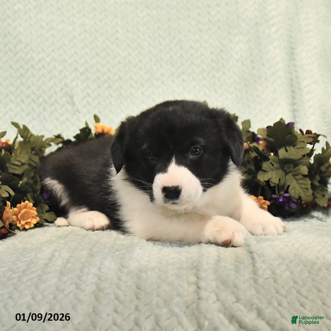 Mixed Breed dogs for sale: Jade - Ad 2