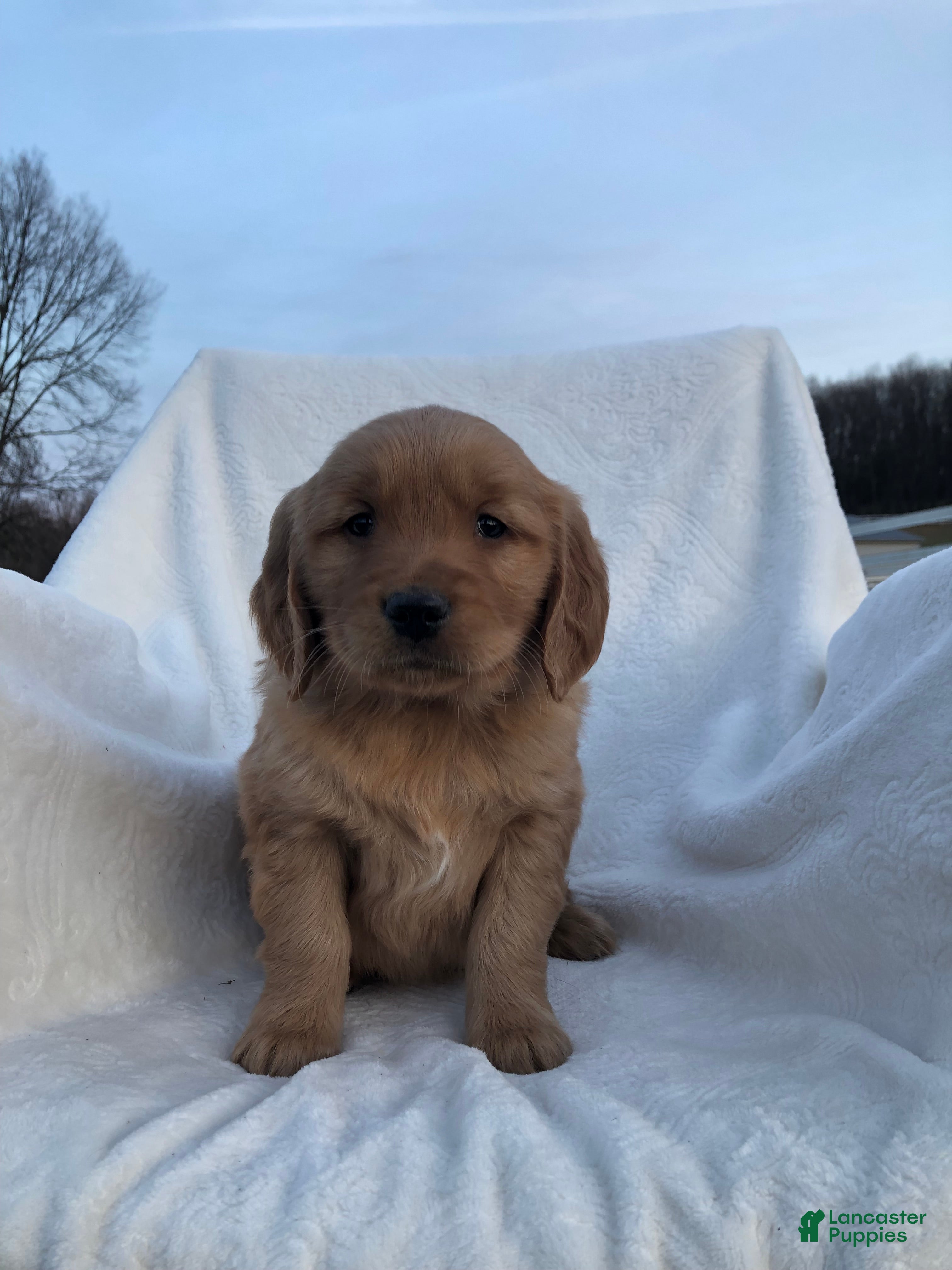 Golden Retriever dogs Rusty - Ad 20
