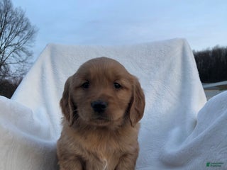 Golden Retriever dogs Rusty - Ad 36