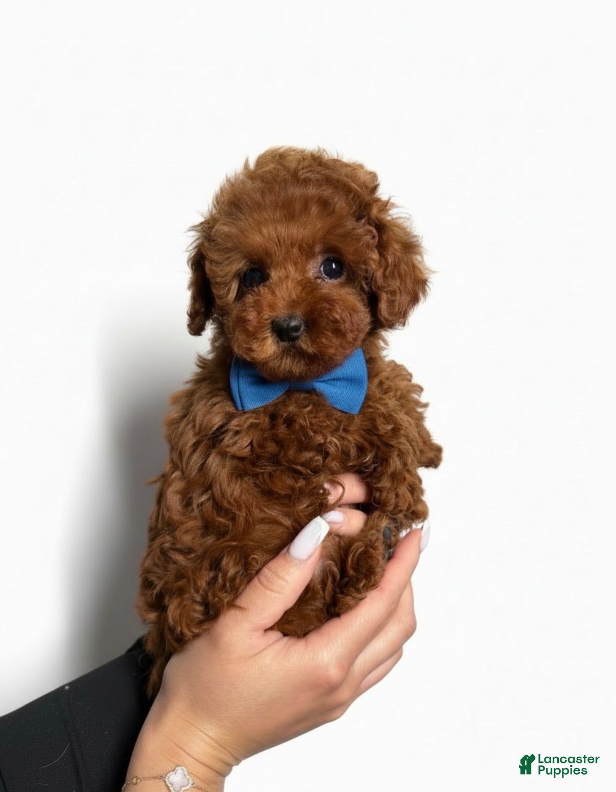 Toy Poodle dogs Toy Poodle Puppy 1 - Ad 1