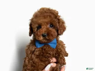 Toy Poodle dogs for sale: Toy Poodle Puppy 1 - Ad 2