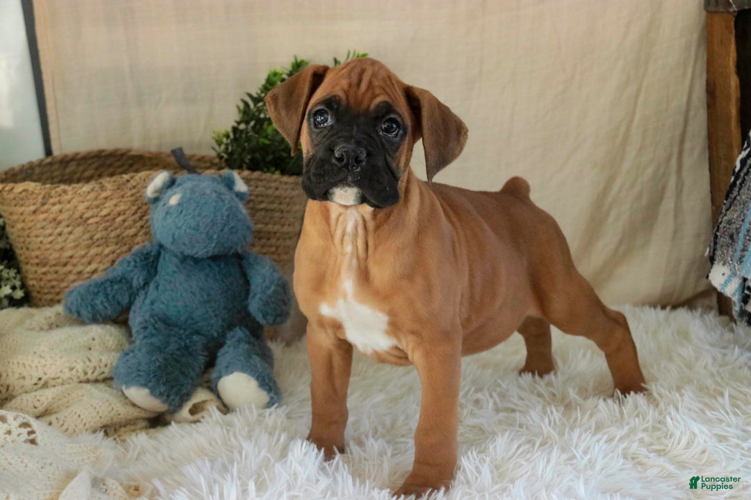Boxer dogs for sale: Cleo - Ad 12
