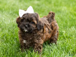 Shihpoo dogs Iva - Ad 37