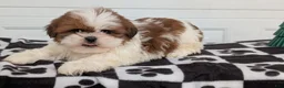 Shih Tzu dogs for sale: Parker - Ad 11