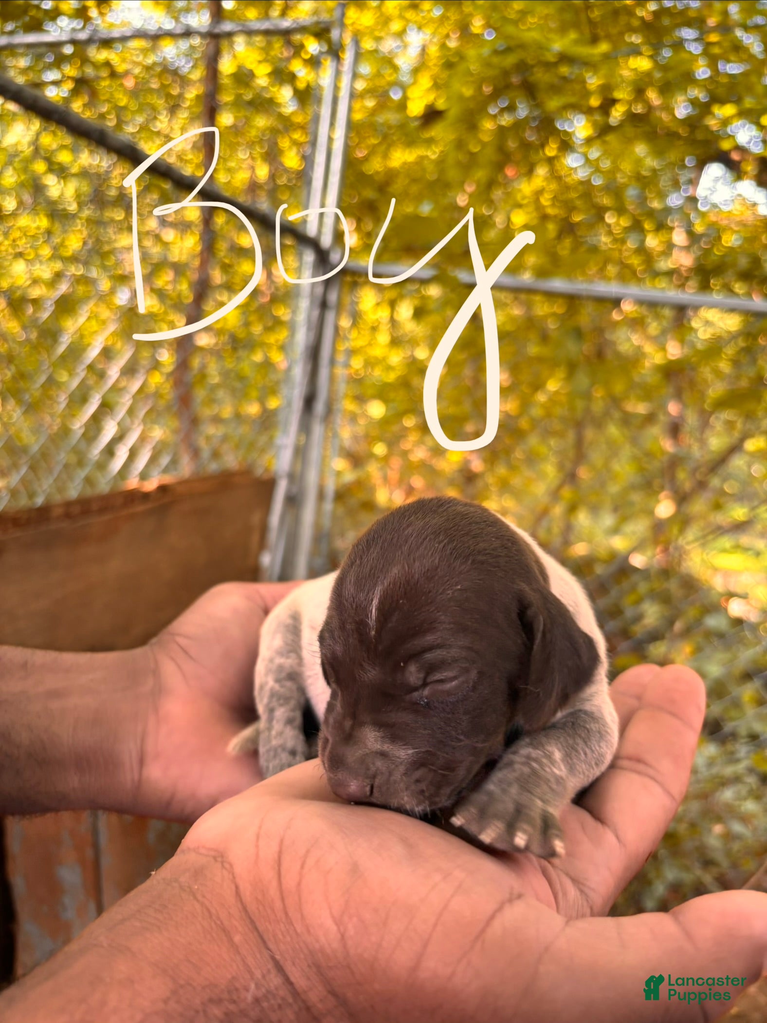 German Shorthaired Pointer dogs German Shorthaired Pointer 1 - Ad 34