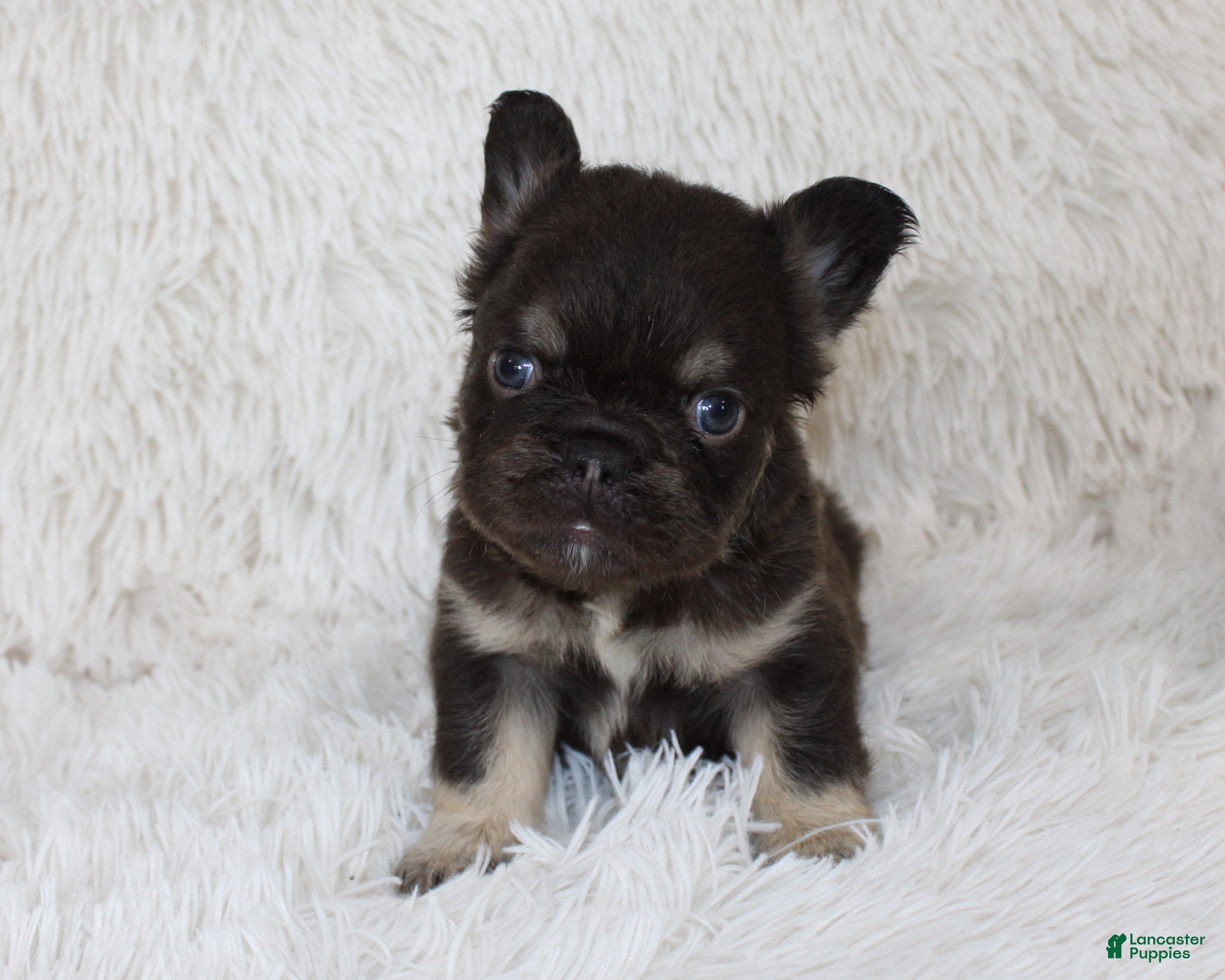 French Bulldog dogs Jake - Ad 2