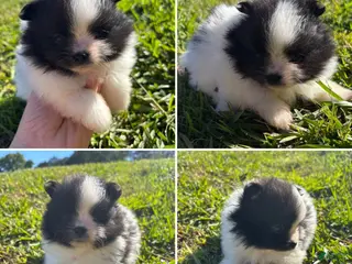 Pomeranian dogs for sale: Black tri parti boy - Ad 4