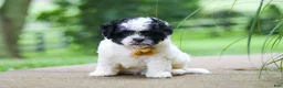 Shihpoo dogs for sale: Bentley - Ad 1
