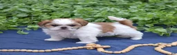 Shih Tzu dogs for sale: Penny  - Ad 3
