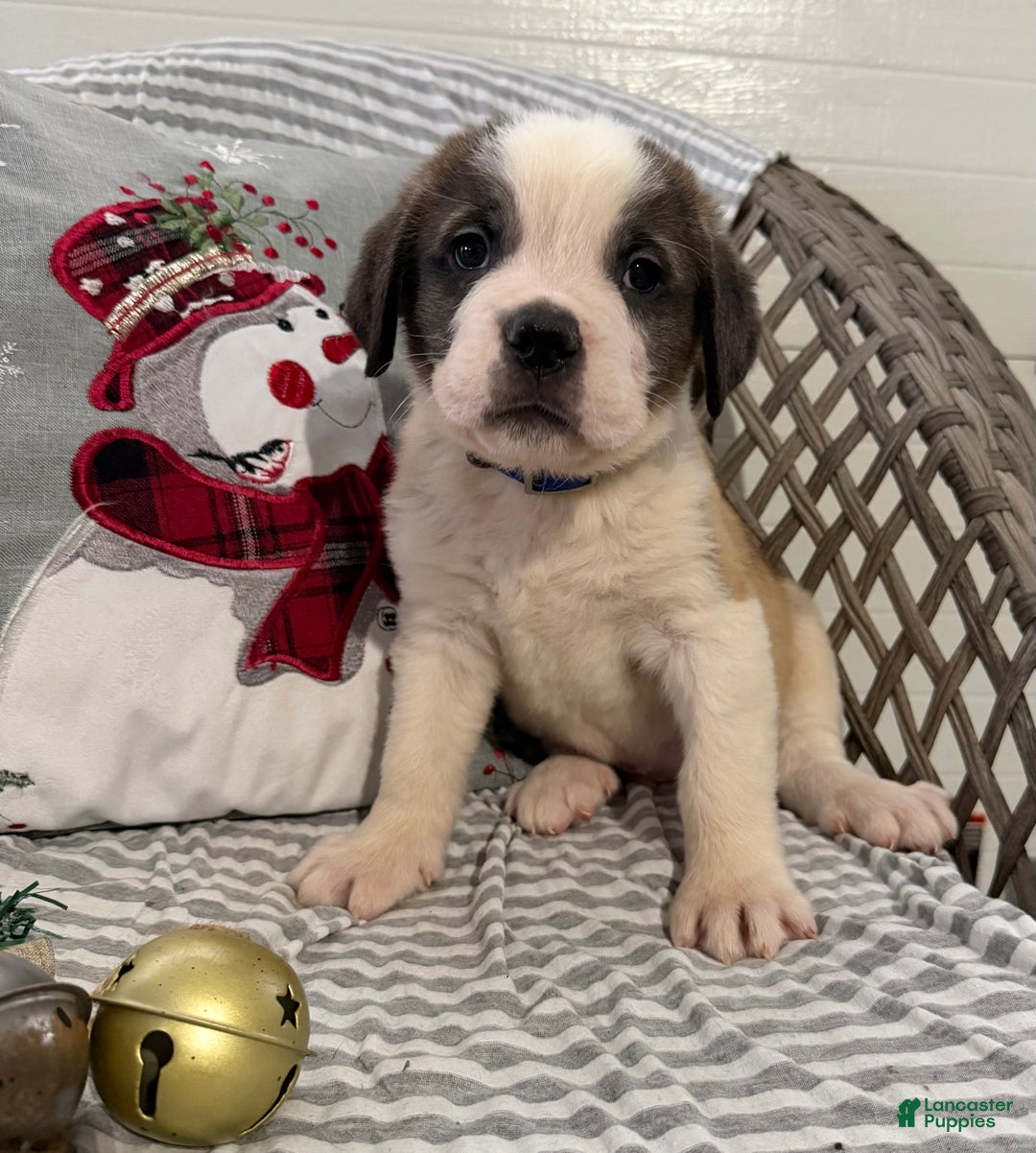 Saint Bernard dogs for sale: Rambler - Ad 3