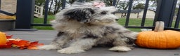 Sheepadoodle dogs for sale: Panda (medium) - Ad 7