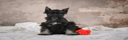 Miniature Schnauzer dogs for sale: MIDNIGHT - Ad 6