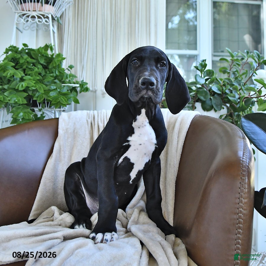 Great Dane dogs Baxter - Ad 2