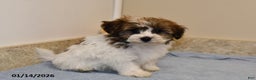 Havanese dogs for sale: Ajax - Ad 2
