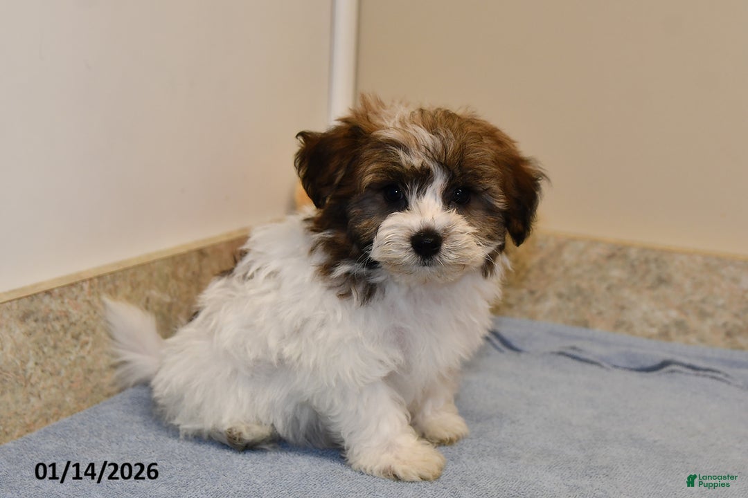 Havanese dogs for sale: Ajax - Ad 2