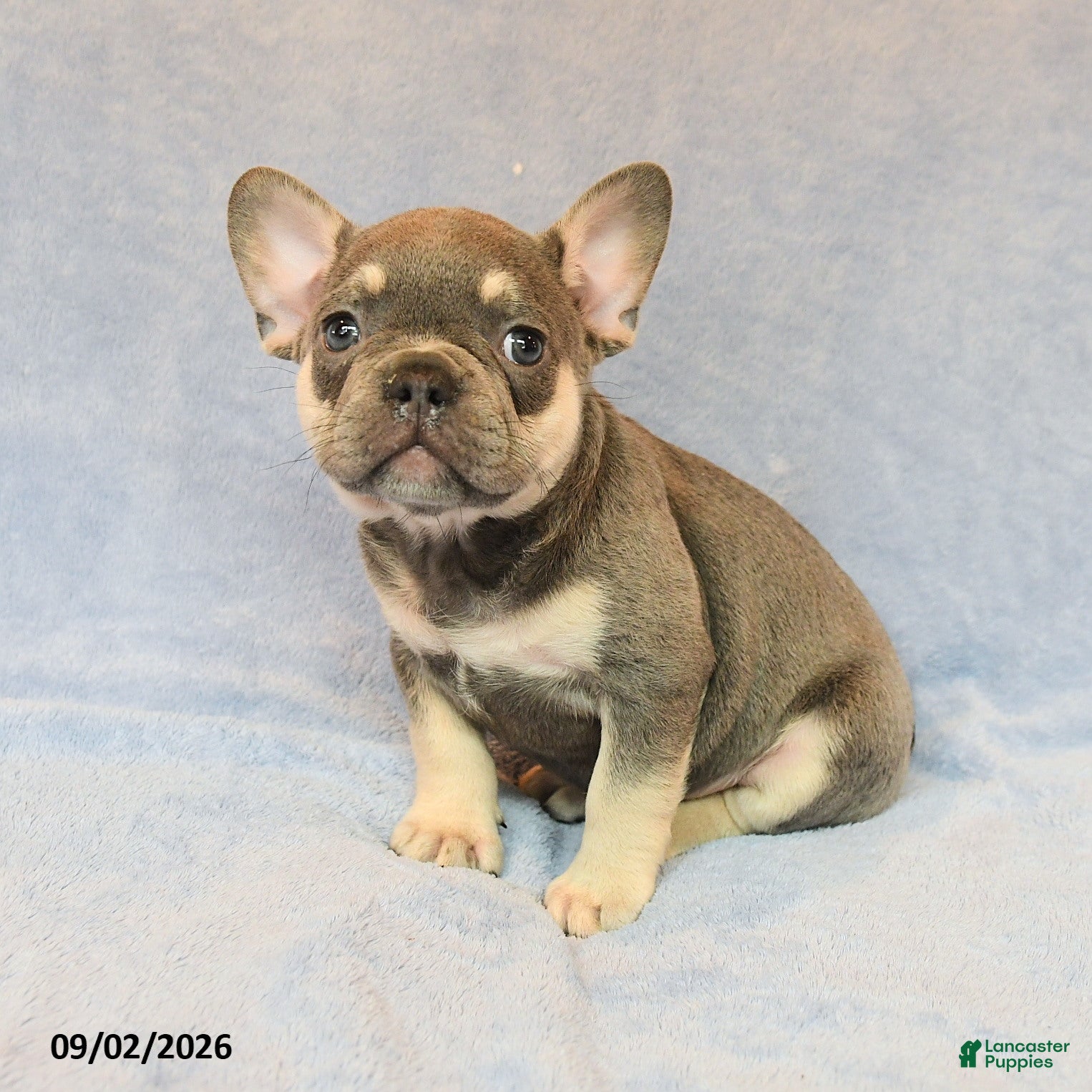 French Bulldog dogs for sale: Trek  - Ad 2