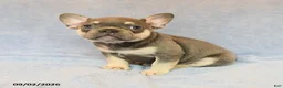 French Bulldog dogs for sale: Trek  - Ad 1