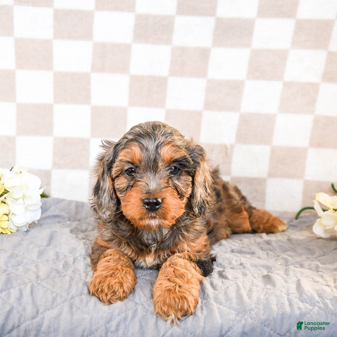 Cavapoo dogs for sale: Remy - Ad 2