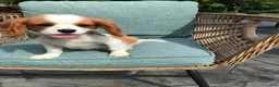 Cavalier King Charles Spaniel dogs for sale: Cavalier King Charles Spaniel 1 - Ad 11