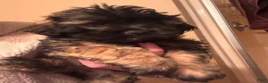 Shihpoo 