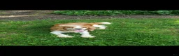 Mixed Breed dogs for sale: Rosie - Ad 12