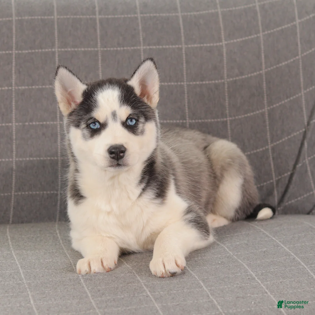 Siberian Husky dogs for sale: Bandit - Ad 3