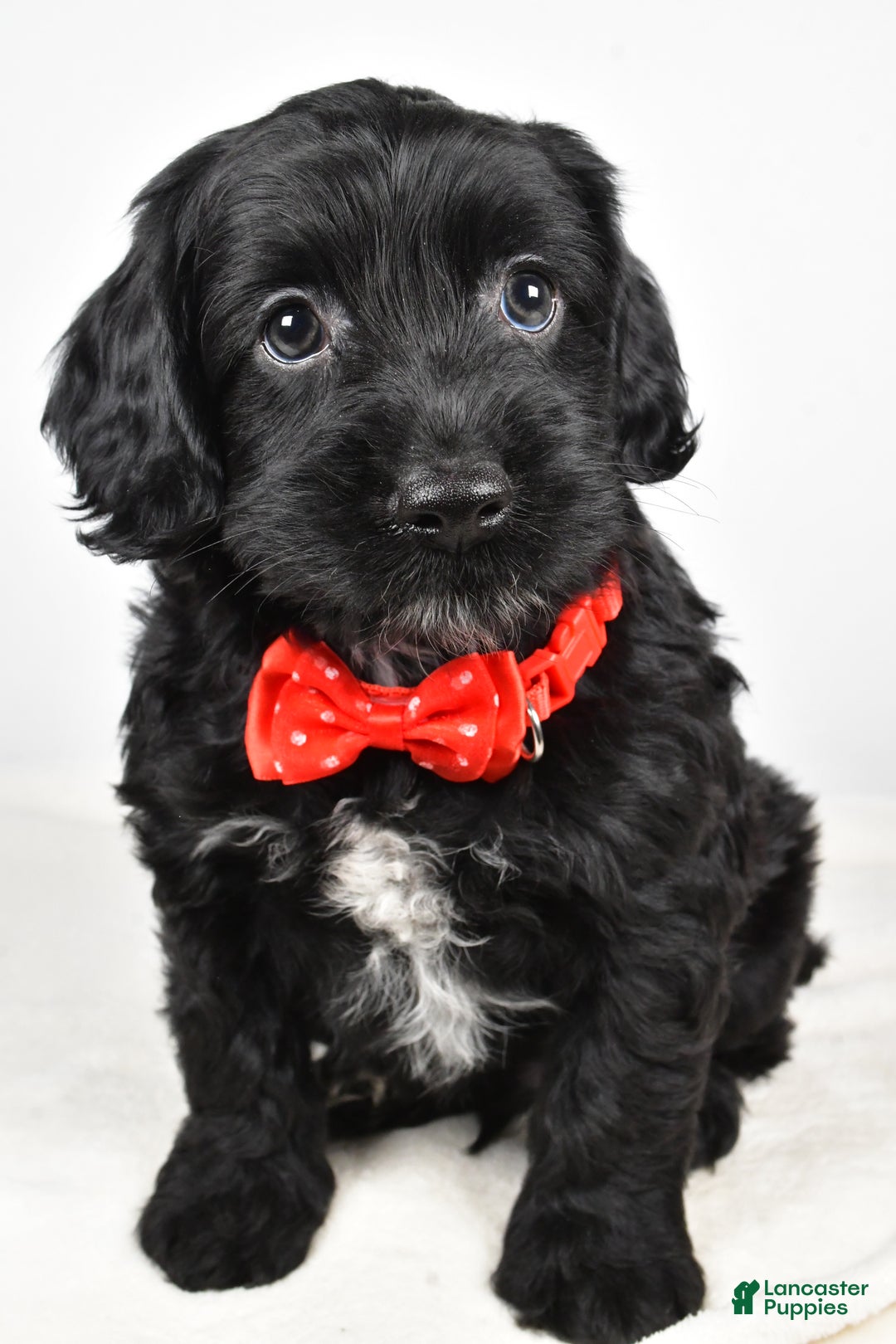 Cockapoo dogs for sale: Carter - Ad 7