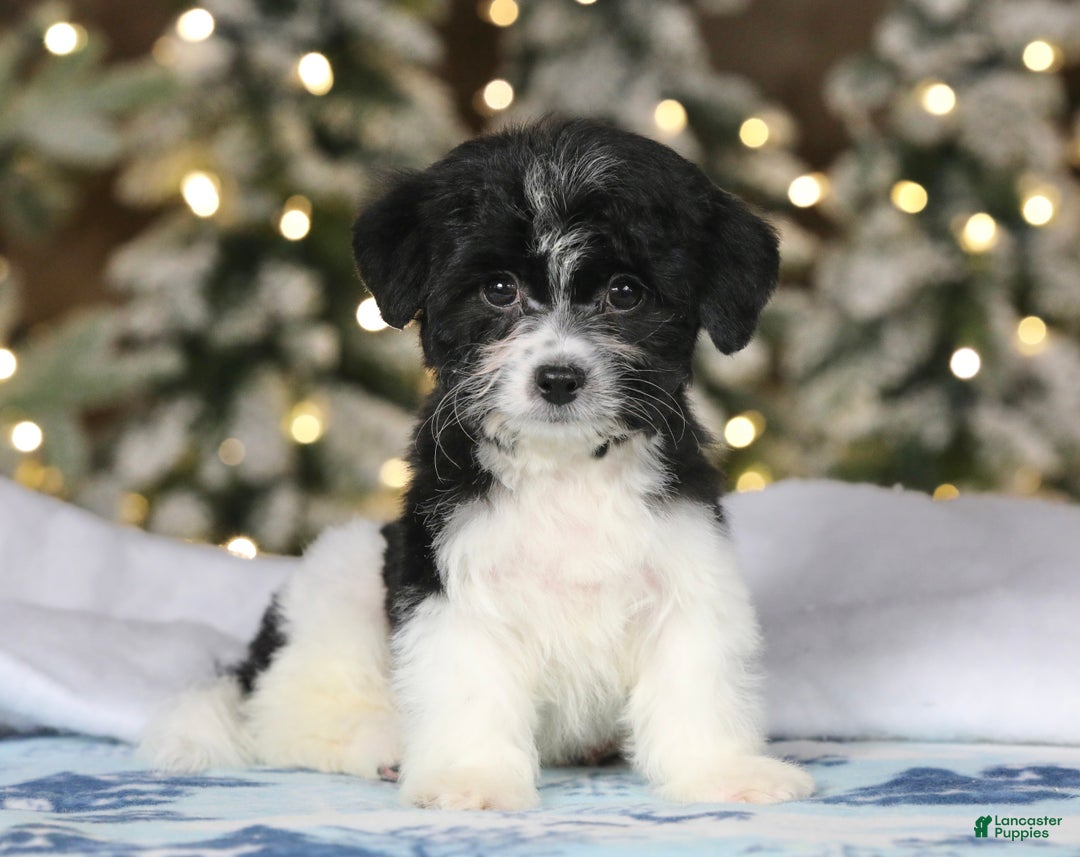 Teddy Bear dogs for sale: Noelle - Ad 2