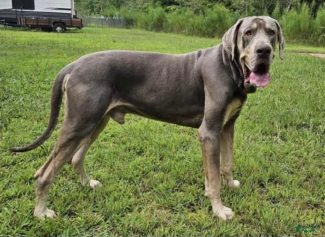 Great Dane dogs for sale: Ron Weasley - Ad 12