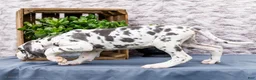 Great Dane dogs for sale: Keziah - Ad 3