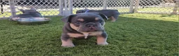 French Bulldog dogs for sale: French Bulldog Purple Pup - Ad 10