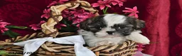 Shih Tzu dogs for sale: Royal - Ad 3