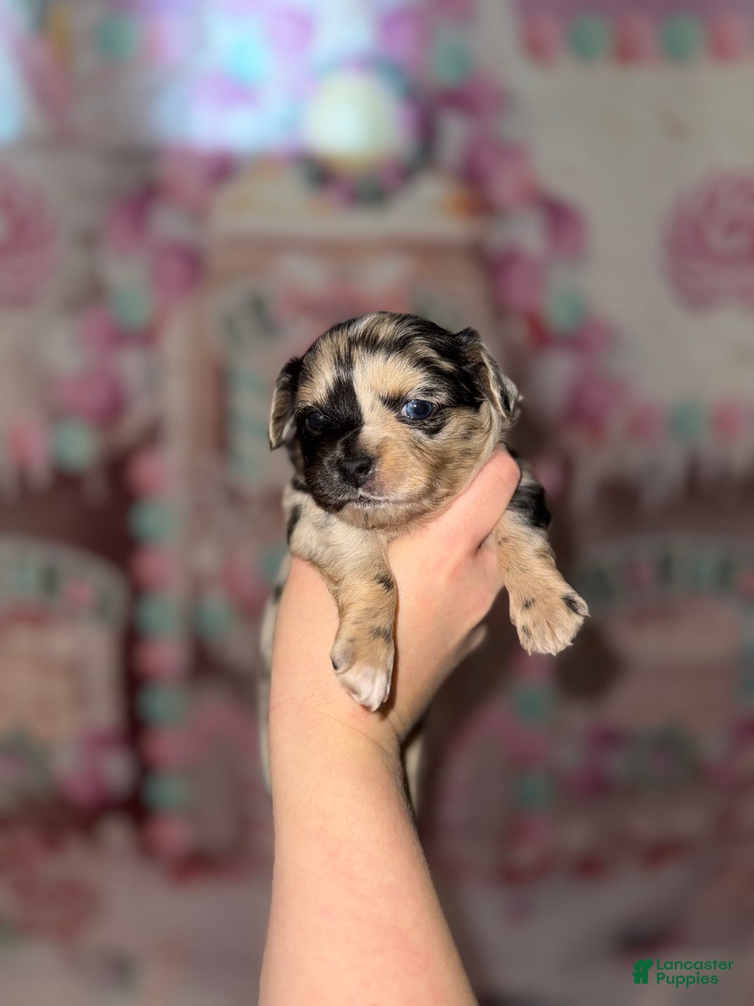 Chihuahua dogs for sale: Gemini - Ad 3