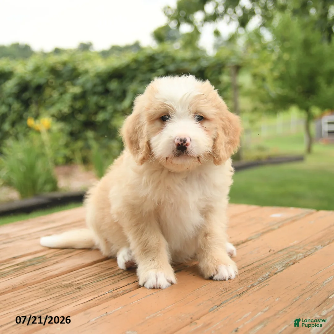 Mini Bernedoodle dogs for sale: Zeus - Ad 2