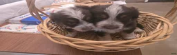 Miniature Australian Shepherd dogs for sale: Miniature Australian Shepherd 2 - Ad 4