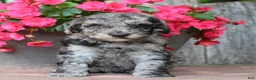 Standard Poodle dogs for sale: Ash AKC Standard Poodle - Ad 13