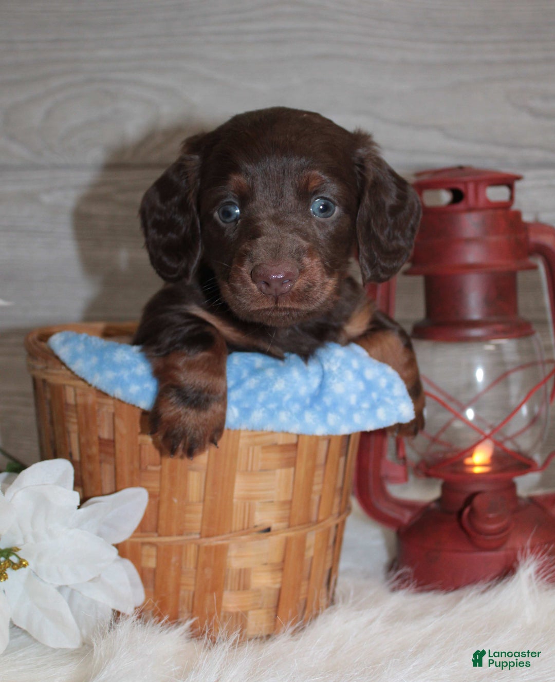 Dachshund dogs for sale: Benson - Ad 8