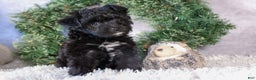 Mini Aussiedoodle dogs for sale: Kit Kat - Ad 14