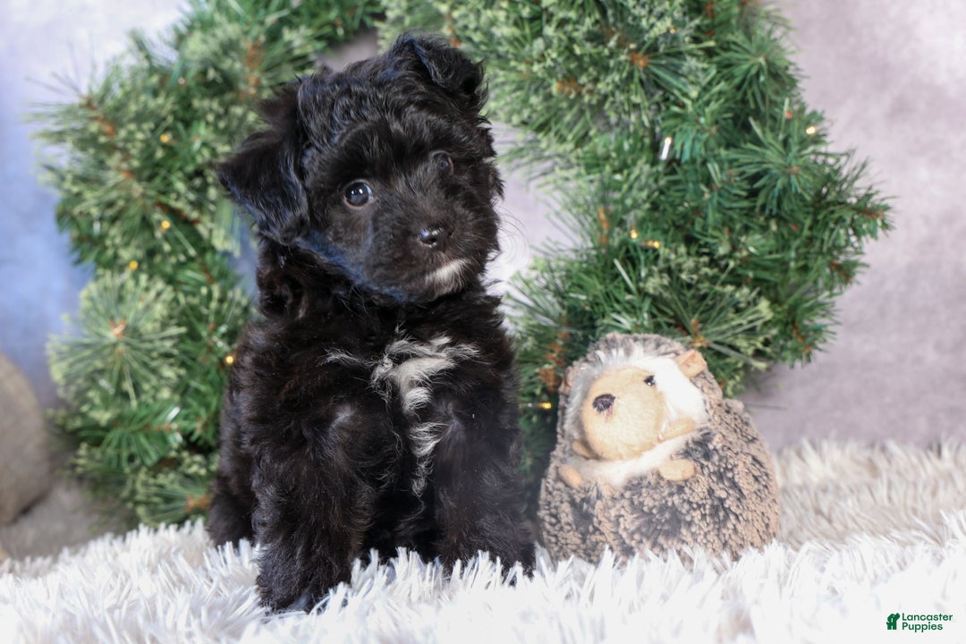 Mini Aussiedoodle dogs for sale: Kit Kat - Ad 14