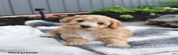Bichpoo dogs for sale: Jimbo - Ad 5