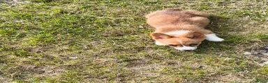 Welsh Corgi Pembroke Puppy 7