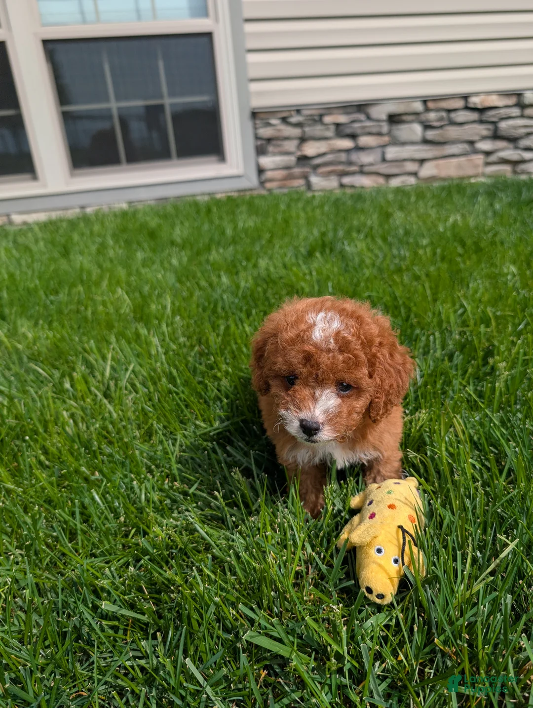 Cavapoo dogs for sale: Jessica - Ad 2