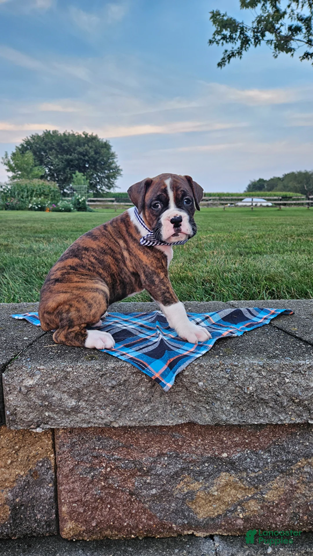 Boxer dogs for sale: Alex - Ad 3