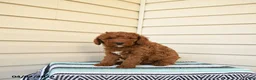 Goldendoodle dogs for sale: Berrnerd - Ad 3